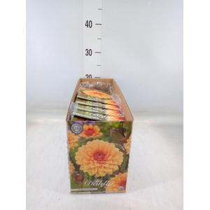 Dahlia   ...flowerbulbs