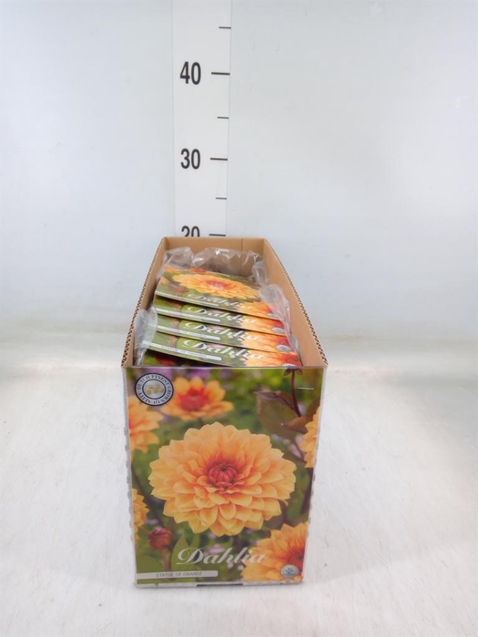 <h4>Dahlia ...flowerbulbs</h4>