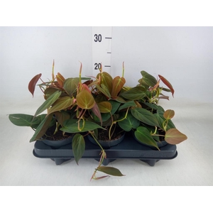 Philodendron scand. subsp. micans