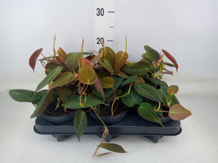 <h4>Philodendron scand. subsp. micans</h4>