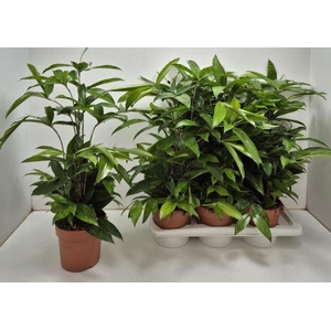 Dracaena Surculosa 17Ø 70cm 1pp