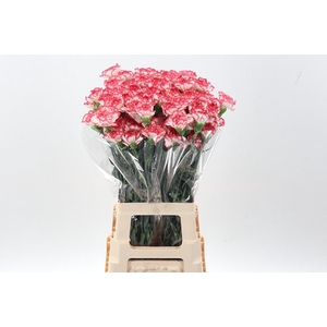 Di St Bacarat Pink hi