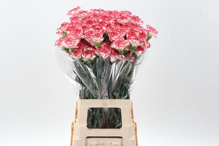 <h4>Di St Bacarat Pink hi</h4>