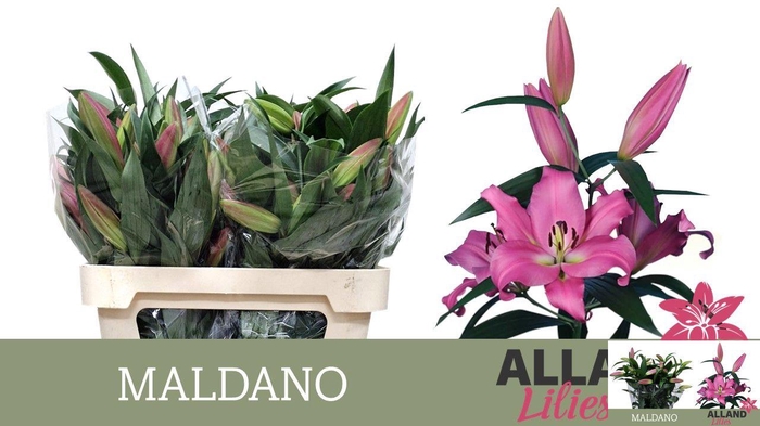 <h4>LI OT MALDANO</h4>