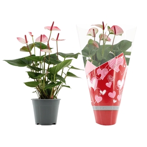 Anthurium 14 cm Amalia Elegance in Couture hearts sleeve