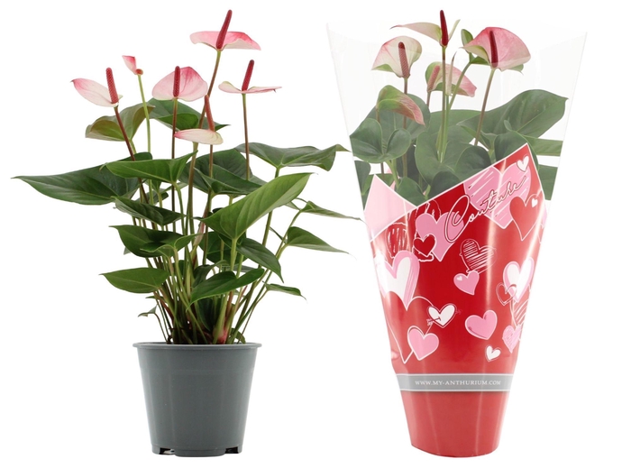 <h4>Anthurium 14 cm Amalia Elegance in Couture hearts sleeve</h4>