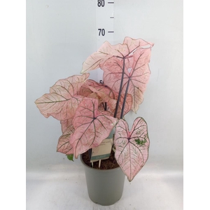 Caladium   ...