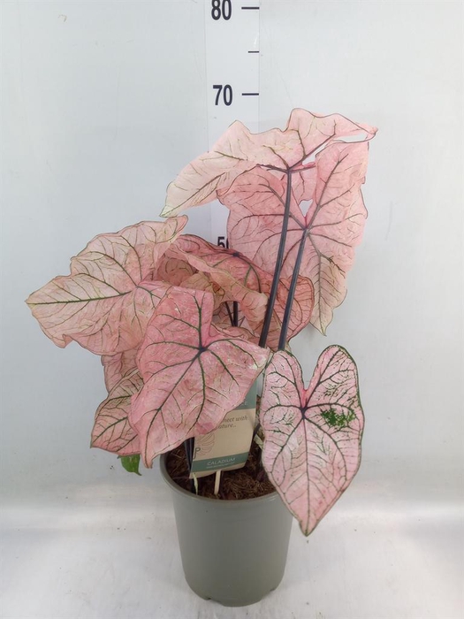 <h4>Caladium   ...</h4>