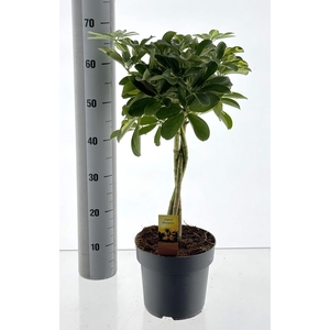 SCHEF AR GOLD CAPELL