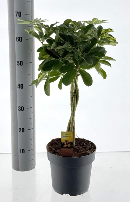 <h4>SCHEF AR GOLD CAPELL</h4>