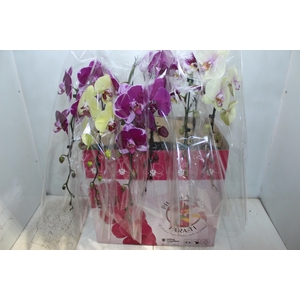 PHALAENOPSIS CASCATA ESPECIAL P15 MIN 11 FLS