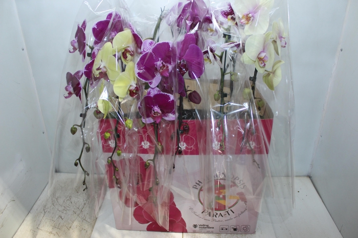 PHALAENOPSIS CASCATA ESPECIAL P15 MIN 11 FLS