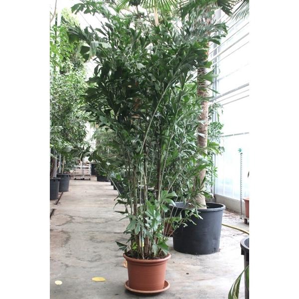 <h4>Caryota mitis</h4>