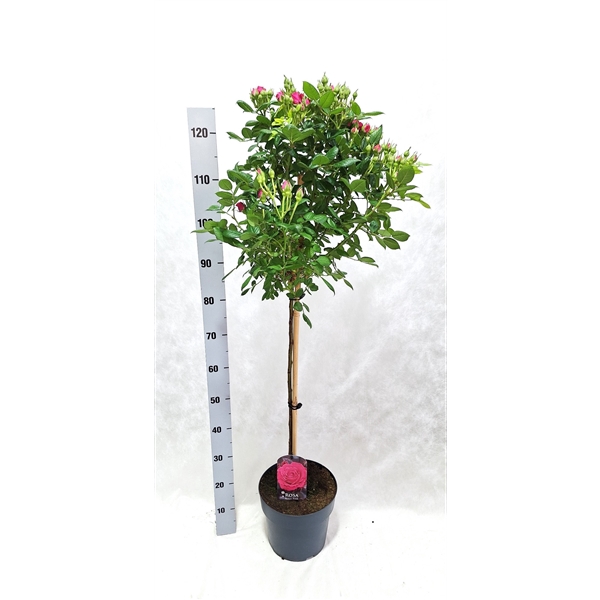 <h4>Roos op stam grootbloemig P24 Fuchsia</h4>