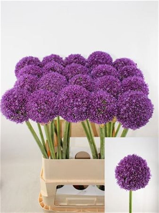 <h4>Allium Ambassador</h4>