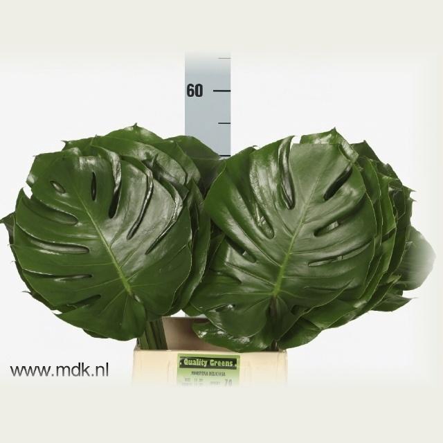 <h4>Monstera Blad 27 Cm</h4>