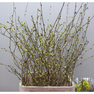 CORYLOPSIS S CYNTHIA