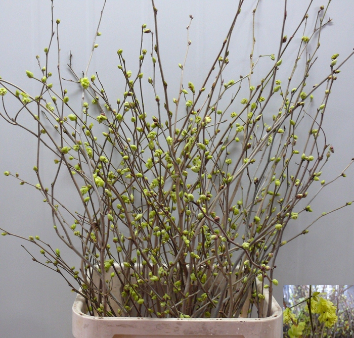 <h4>CORYLOPSIS S CYNTHIA</h4>