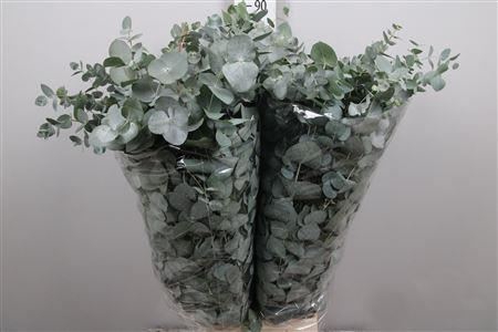 <h4>Euc Cinerea Extra</h4>