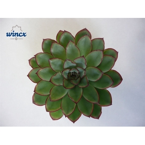 Echeveria Rondo Cutflower Wincx-8cm