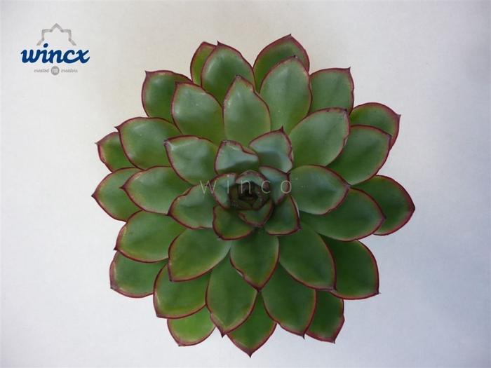 <h4>Echeveria Rondo Cutflower Wincx-10cm</h4>