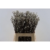 Salix Wilgenkatjes 60cm P Stem