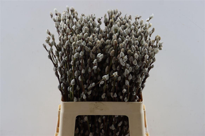 Salix Wilgenkatjes 60cm P Stem