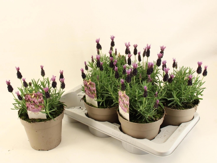 <h4>LAVAN S TOSCANE</h4>