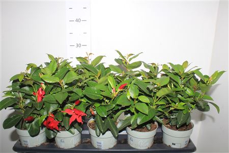 <h4>Mandevilla Ov</h4>