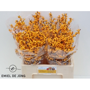 ILEX VE GOLD VERBOOM