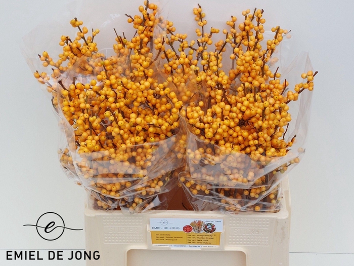 <h4>ILEX VE GOLD VERBOOM</h4>