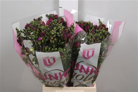 <h4>Fr Du Purple King (x100)</h4>