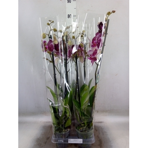 Phalaenopsis  'Eduction'