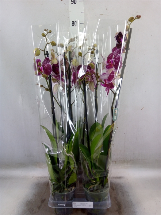<h4>Phalaenopsis  'Eduction'</h4>