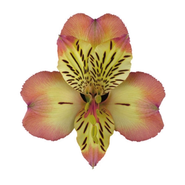 <h4>ALSTROEMERIA MILOS 070 CM</h4>