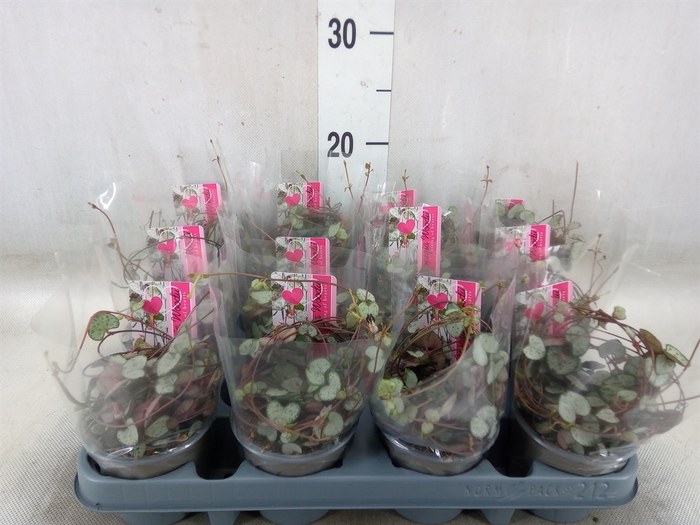 <h4>Ceropegia woodii 'Silver Glory'</h4>