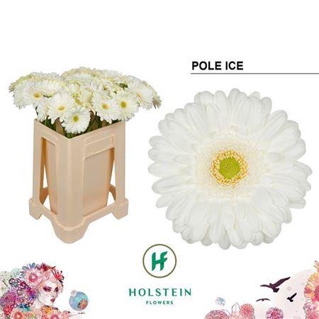 <h4>Ge Gr Pole Ice</h4>