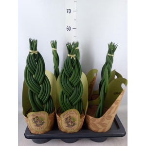 Sansevieria cyl.  ...