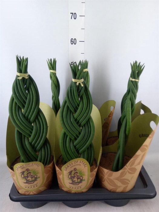 <h4>Sansevieria cyl.  ...</h4>