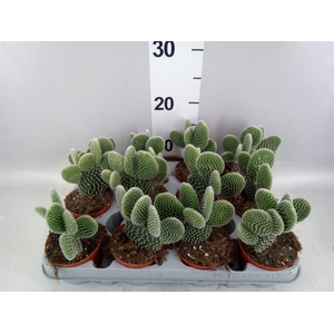 Opuntia microdasys 'Albispina'
