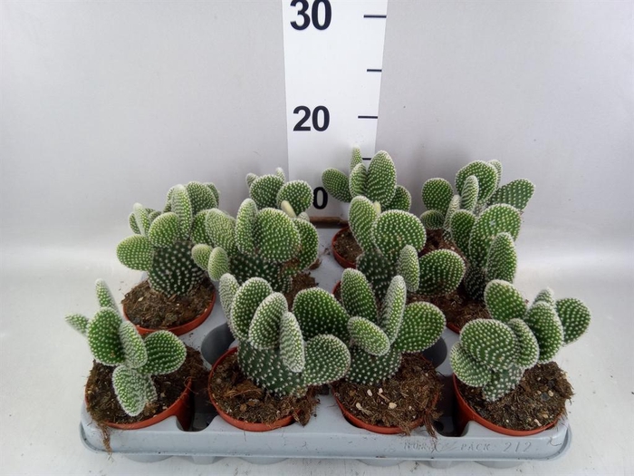 <h4>Opuntia microdasys 'Albispina'</h4>