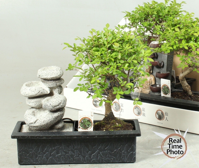BONSAI GEM