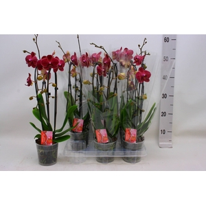 PHAL EL CASCADE
