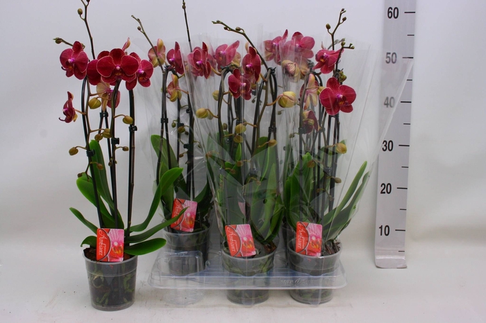 <h4>PHAL EL CASCADE</h4>