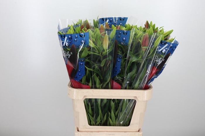 <h4>Li La Hardrock</h4>