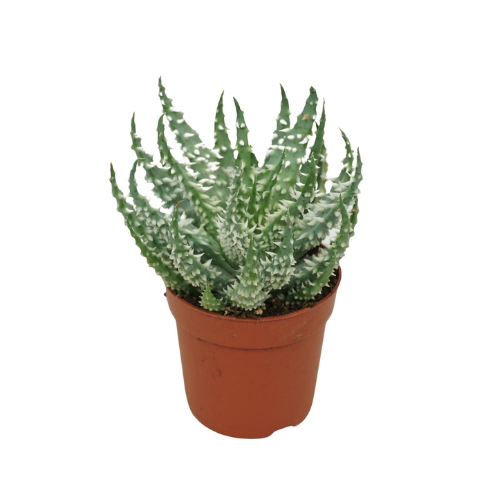 <h4>Aloe humilis</h4>