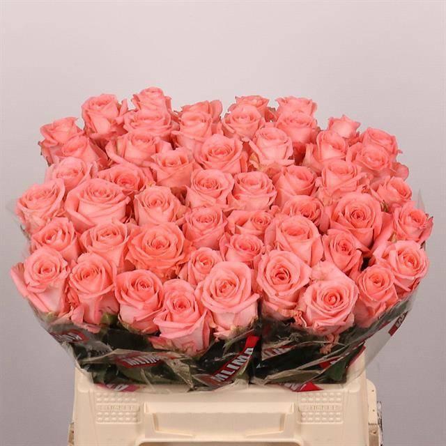 <h4>R GR UNICORN</h4>