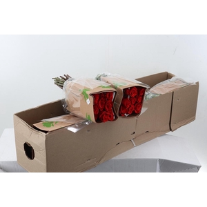 R Gr Nina 50cm Box Fu