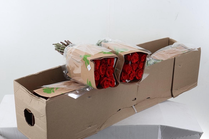 <h4>R Gr Nina 50cm Box Fu</h4>