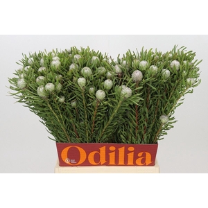 LEUCAD SILVER PEARL LEUCADENDRON AY